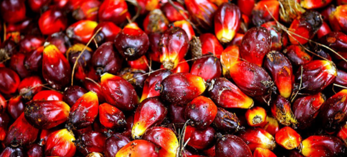 Premium Palm Oil Solution