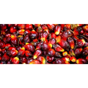 Premium Palm Oil Solution